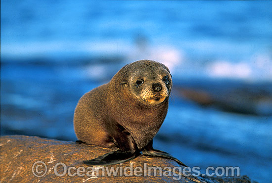 New Zealand Fur Seal pup photo New Zealand Fur Seal pup photo