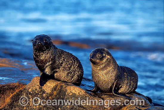 New Zealand Fur Seals pups photo New Zealand Fur Seals pups photo