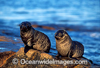 New Zealand Fur Seals pups Photo - Gary Bell