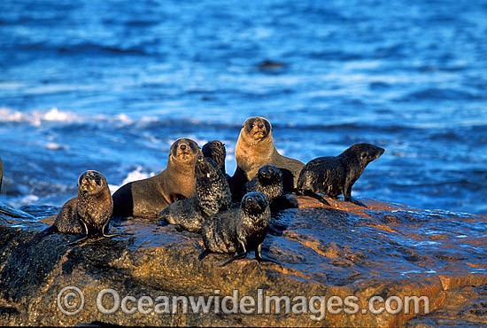 New Zealand Fur Seals photo