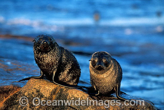 New Zealand Fur Seals pups photo