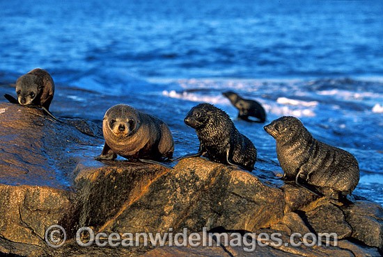New Zealand Fur Seals Arctocephalus forsteri photo