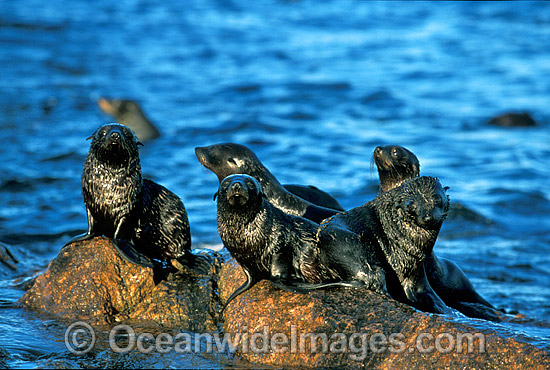 New Zealand Fur Seals pups photo New Zealand Fur Seals pups photo