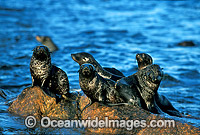 New Zealand Fur Seals pups Photo - Gary Bell