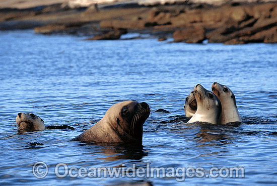 Australian Sea Lions (Neophoca cinerea) - bull with cows. Anvil Island, Recherche Archipelago Nature Reserve, Esperance, Western Australia. Classified as Endangered on the IUCN Red List. Photo - Gary Bell Australian Sea Lions (Neophoca cinerea) - bull with cows. Anvil Island, Recherche Archipelago Nature Reserve, Esperance, Western Australia. Classified as Endangered on the IUCN Red List. Photo - Gary Bell