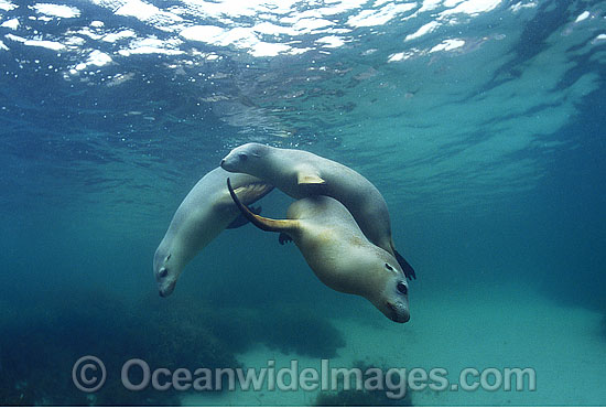 Australian Sea Lions Neophoca cinerea photo