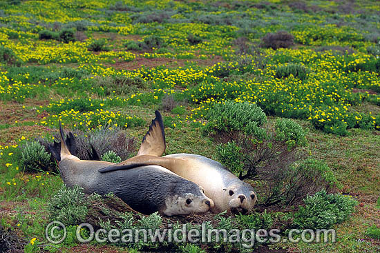 Australian Sea Lions (Neophoca cinerea) - resting. Anvil Island, Recherche Archipelago Nature Reserve, Esperance, Western Australia. Classified Endangered on the IUCN Red List. Photo - Gary Bell Australian Sea Lions (Neophoca cinerea) - resting. Anvil Island, Recherche Archipelago Nature Reserve, Esperance, Western Australia. Classified Endangered on the IUCN Red List. Photo - Gary Bell