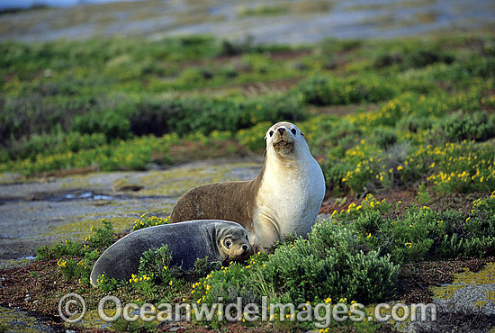 Australian Sea Lions (Neophoca cinerea) - resting. Anvil Island, Recherche Archipelago Nature Reserve, Esperance, Western Australia. Classified as Endangered on the IUCN Red List. Photo - Gary Bell Australian Sea Lions (Neophoca cinerea) - resting. Anvil Island, Recherche Archipelago Nature Reserve, Esperance, Western Australia. Classified as Endangered on the IUCN Red List. Photo - Gary Bell