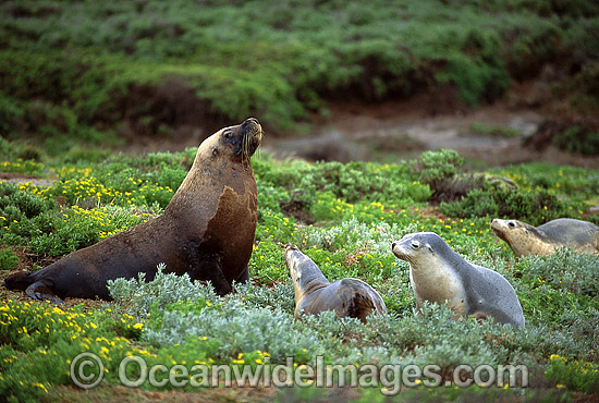 Australian Sea Lions (Neophoca cinerea) - bull with cows. Anvil Island, Recherche Archipelago Nature Reserve, Esperance, Western Australia. Classified as Endangered on the IUCN Red List. Photo - Gary Bell Australian Sea Lions (Neophoca cinerea) - bull with cows. Anvil Island, Recherche Archipelago Nature Reserve, Esperance, Western Australia. Classified as Endangered on the IUCN Red List. Photo - Gary Bell