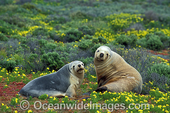 Australian Sea Lions resting photo