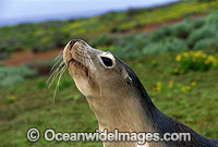 Australian Sea Lion cow Photo - Gary Bell
