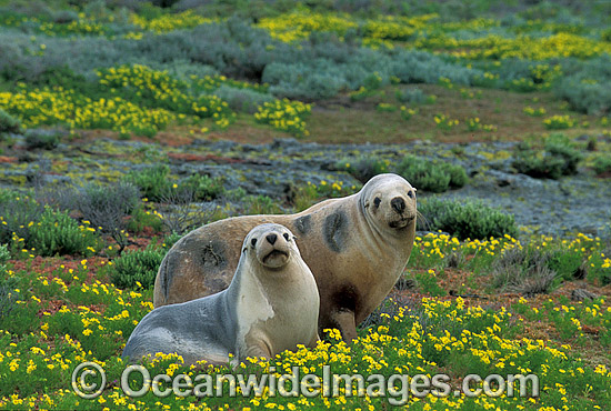 Australian Sea Lions (Neophoca cinerea) - resting. Anvil Island, Recherche Archipelago Nature Reserve, Esperance, Western Australia. Classified Endangered on the IUCN Red List. Photo - Gary Bell Australian Sea Lions (Neophoca cinerea) - resting. Anvil Island, Recherche Archipelago Nature Reserve, Esperance, Western Australia. Classified Endangered on the IUCN Red List. Photo - Gary Bell