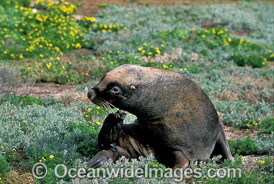Australian Sea Lion (Neophoca cinerea) - juvenile bull. Anvil Island, Recherche Archipelago Nature Reserve, Esperance, Western Australia. Classified as Endangered on the IUCN Red List. Photo - Gary Bell Australian Sea Lion (Neophoca cinerea) - juvenile bull. Anvil Island, Recherche Archipelago Nature Reserve, Esperance, Western Australia. Classified as Endangered on the IUCN Red List. Photo - Gary Bell