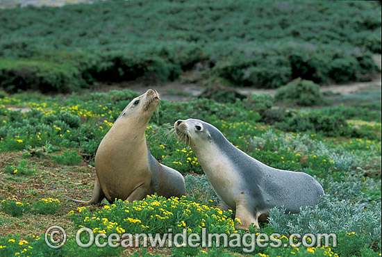 Australian Sea Lions (Neophoca cinerea) - cows. Anvil Island, Recherche Archipelago Nature Reserve, Esperance, Western Australia. Classified Endangered on the IUCN Red List. Photo - Gary Bell Australian Sea Lions (Neophoca cinerea) - cows. Anvil Island, Recherche Archipelago Nature Reserve, Esperance, Western Australia. Classified Endangered on the IUCN Red List. Photo - Gary Bell