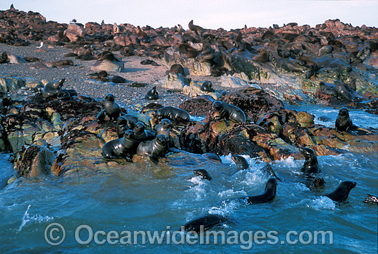 Cape Fur Seal colony (Arctocephalus pusillus pusillus). Same species as Australian Fur Seal. Dyer Island, South Africa Photo - Gary Bell Cape Fur Seal colony (Arctocephalus pusillus pusillus). Same species as Australian Fur Seal. Dyer Island, South Africa Photo - Gary Bell