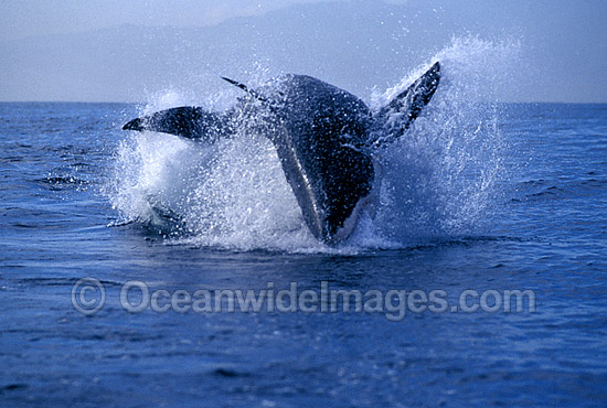 Great White Shark (Carcharodon carcharias) breaching on surface whilst attacking Cape Fur Seal (Arctocephalus pusillus pusillus). False Bay, South Africa. Protected species. Photo - Gary Bell Great White Shark (Carcharodon carcharias) breaching on surface whilst attacking Cape Fur Seal (Arctocephalus pusillus pusillus). False Bay, South Africa. Protected species. Photo - Gary Bell