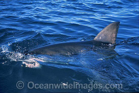 Great White Shark (Carcharodon carcharias) with dorsal fin breaking surface. Gansbaai, South Africa. Protected species Classified as Vulnerable on the IUCN Red List. Photo - Gary Bell Great White Shark (Carcharodon carcharias) with dorsal fin breaking surface. Gansbaai, South Africa. Protected species Classified as Vulnerable on the IUCN Red List. Photo - Gary Bell