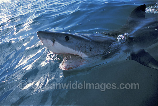 Great White Shark jaws photo