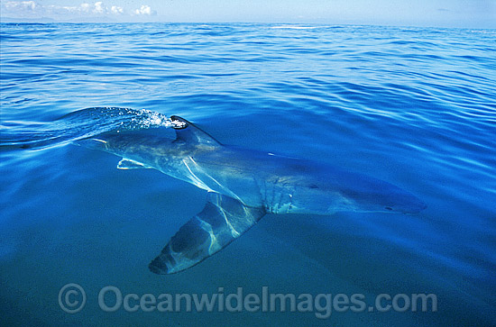 Great White Shark beneath the surface photo