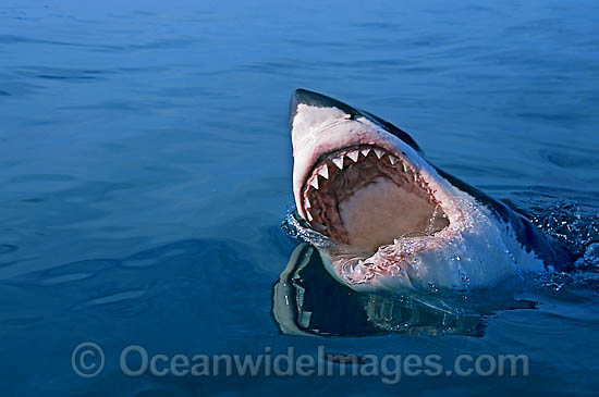 Great White Shark (Carcharodon carcharias) with open jaws on surface. Neptune Islands, South Australia. Protected species Classified as Vulnerable on the IUCN Red List. Photo - Gary Bell Great White Shark (Carcharodon carcharias) with open jaws on surface. Neptune Islands, South Australia. Protected species Classified as Vulnerable on the IUCN Red List. Photo - Gary Bell