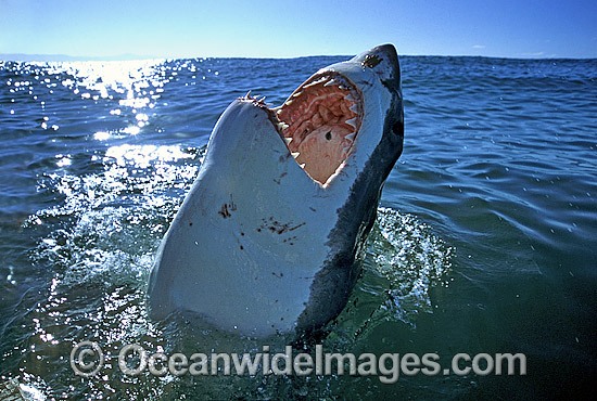 Great White Shark (Carcharodon carcharias), with open jaws on surface. Found throughout the world's oceans, but mostly in temperate seas. Photo was taken at Gansbaai, South Africa. Protected species Classified as Vulnerable on the IUCN Red List. Photo - Gary Bell