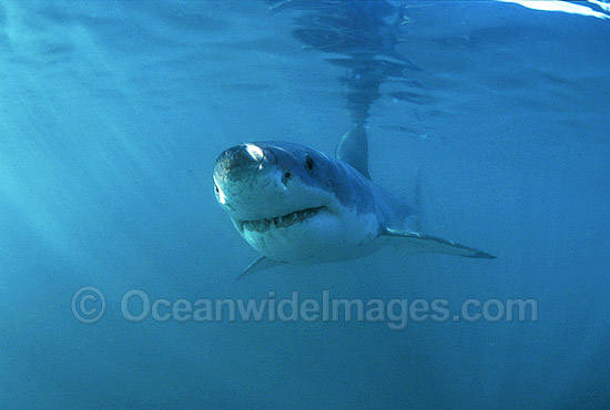 Great White Shark underwater photo