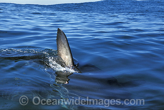 Great White Shark (Carcharodon carcharias) with dorsal fin breaking surface. Gansbaai, South Africa. Protected species Classified as Vulnerable on the IUCN Red List. Photo - Gary Bell Great White Shark (Carcharodon carcharias) with dorsal fin breaking surface. Gansbaai, South Africa. Protected species Classified as Vulnerable on the IUCN Red List. Photo - Gary Bell