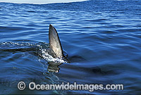 Great White Shark dorsal fin Photo - Gary Bell