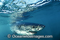 Great White Shark Carcharodon carcharias Photo - Gary Bell