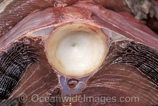 Great White Shark cartilage vertebrae photo