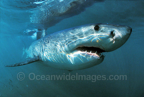 Great White Shark Carcharodon carcharias photo