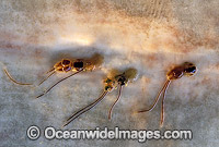 String parasites on Great White Shark Photo - Gary Bell