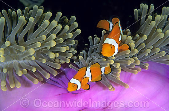 Eastern Clownfish (Amphiprion percula) amongst anemone tentacles.Also known as Eastern Anemonefish or Clown Anemonefish. Great Barrier Reef, Queensland, Australia Photo - Gary Bell