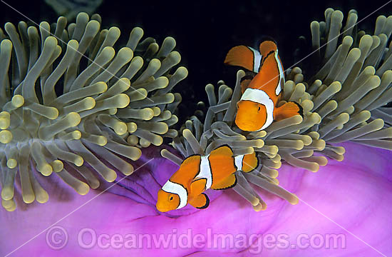 Amphiprion percula Clown Anemonefish photo Amphiprion percula Clown Anemonefish photo