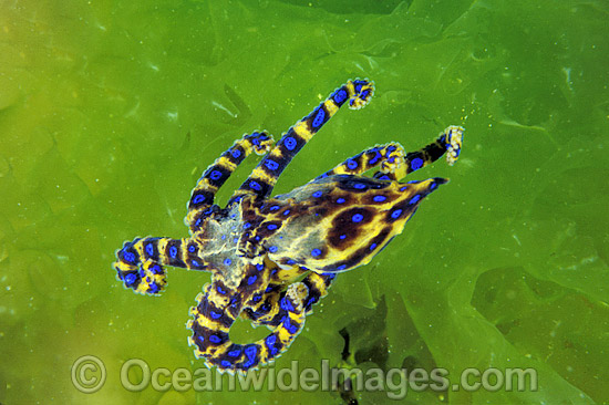 Blue-ringed Octopus Hapalochlaena maculosa photo