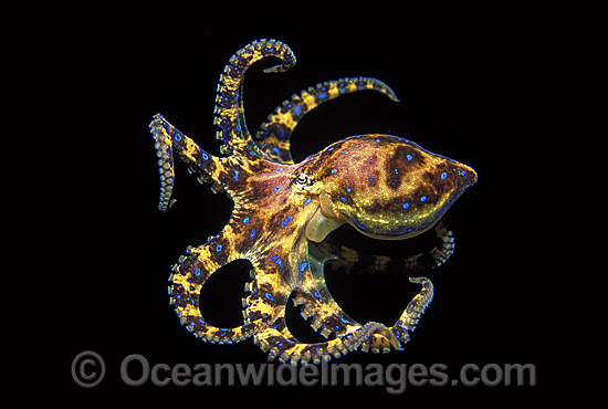Southern Blue-ringed Octopus (Hapalochlaena maculosa) - swimming mid-water at night. Port Phillip Bay, Victoria, Australia. Extremely venomous and dangerous temperate octopus. Photo - Gary Bell