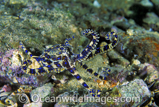 Blue-ringed Octopus Hapalochlaena maculosa photo Blue-ringed Octopus Hapalochlaena maculosa photo