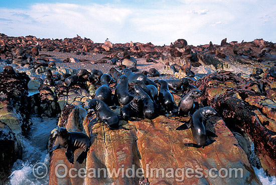 Cape Fur Seal colony (Arctocephalus pusillus pusillus). Same species as Australian Fur Seal. Dyer Island, South Africa Photo - Gary Bell Cape Fur Seal colony (Arctocephalus pusillus pusillus). Same species as Australian Fur Seal. Dyer Island, South Africa Photo - Gary Bell