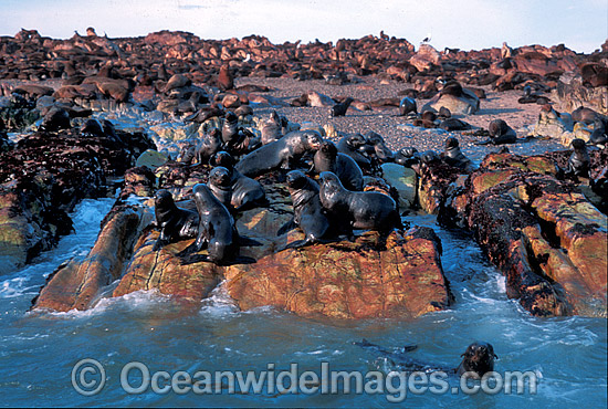 Cape Fur Seal colony photo Cape Fur Seal colony photo
