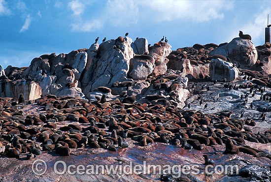 Cape Fur Seal colony photo