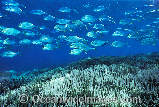 Schooling Jacks or Trevally (Caranx sp.) above Bleached Coral (Acropora sp.). Coral bleaching occurred during 1998 El Nino. Heron Island Great Barrier Reef Queensland Australia Photo - Gary Bell Schooling Jacks or Trevally (Caranx sp.) above Bleached Coral (Acropora sp.). Coral bleaching occurred during 1998 El Nino. Heron Island Great Barrier Reef Queensland Australia Photo - Gary Bell
