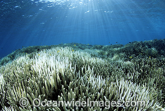 Bleached Coral (Acropora sp.). Coral bleaching occurred during 1998 El Nino at Heron Island, Great Barrier Reef, Queensland, Australia Photo - Gary Bell Bleached Coral (Acropora sp.). Coral bleaching occurred during 1998 El Nino at Heron Island, Great Barrier Reef, Queensland, Australia Photo - Gary Bell