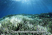 Coral Bleaching Photo - Gary Bell