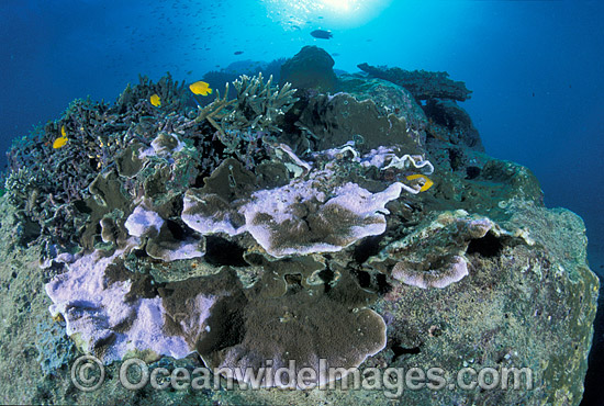Bleached Coral (Montipora sp.). Coral bleaching occurred during 1998 El Nino at Heron Island, Great Barrier Reef, Queensland, Australia Photo - Gary Bell Bleached Coral (Montipora sp.). Coral bleaching occurred during 1998 El Nino at Heron Island, Great Barrier Reef, Queensland, Australia Photo - Gary Bell