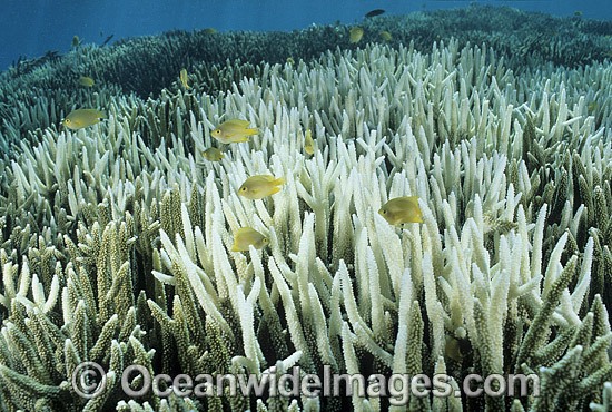 Lemon Damselfish (Pomacentrus sp.) amongst Bleached Coral (Acropora sp.). Coral bleaching occurred during 1998 El Nino. Heron Island, Great Barrier Reef, Queensland, Australia Photo - Gary Bell