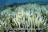 Coral Bleaching Great Barrier Reef Photo - Gary Bell