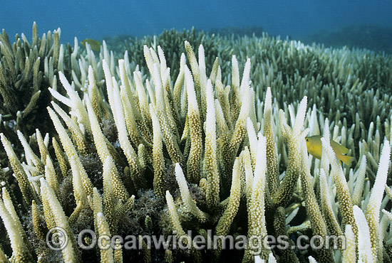 Coral Bleaching photo Coral Bleaching photo
