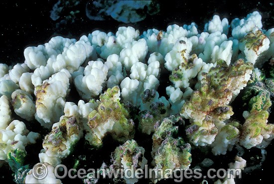 Coral Bleaching Great Barrier Reef photo