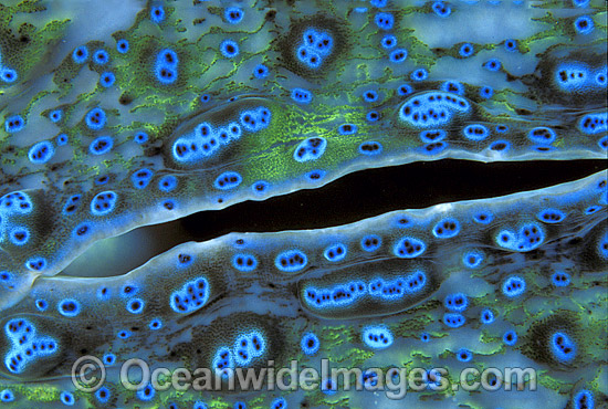 Giant Clam Tridacna gigas siphon detail photo Giant Clam Tridacna gigas siphon detail photo