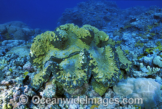 Giant Clam Tridacna gigas photo Giant Clam Tridacna gigas photo